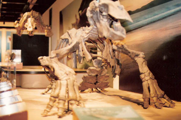 동물뼈 모형 전시(일본)