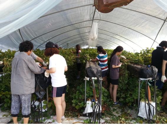 아르바이트 학생들이 비닐하우스 작물 정리작업을 하고 있다